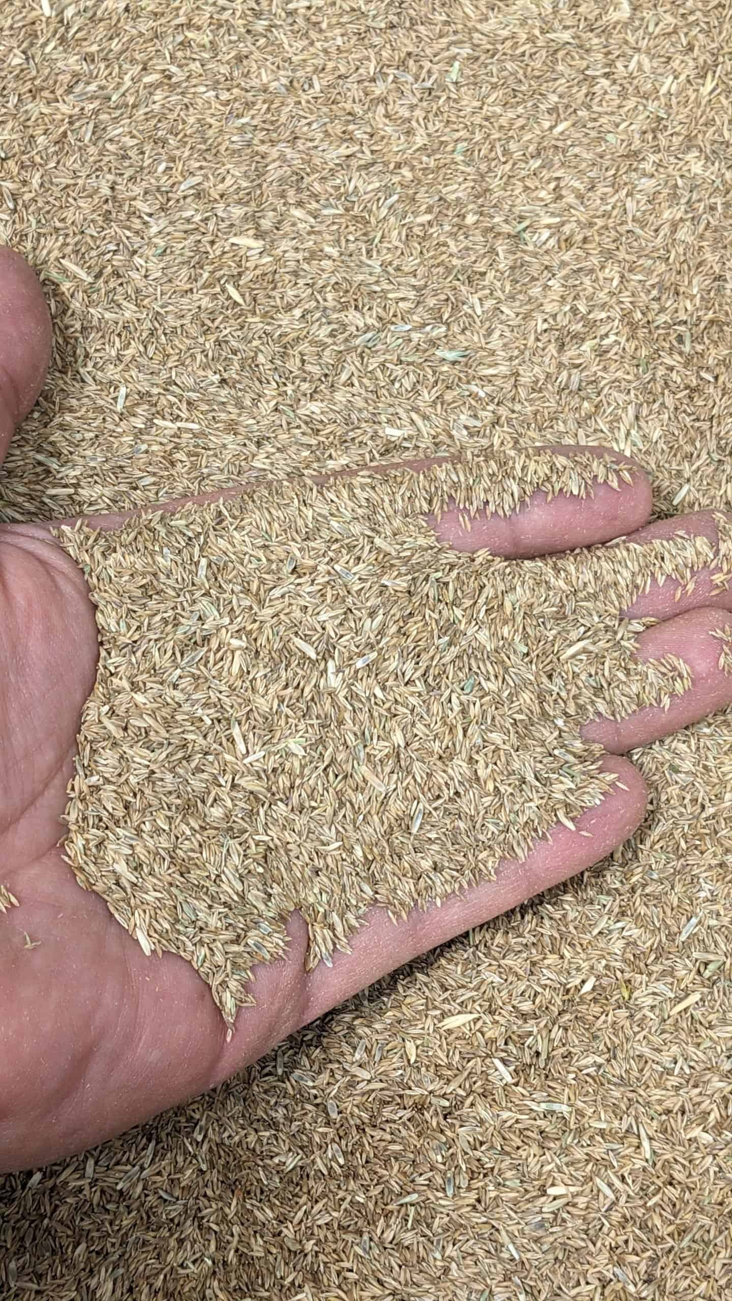 Kentucky Bluegrass Rye Seed