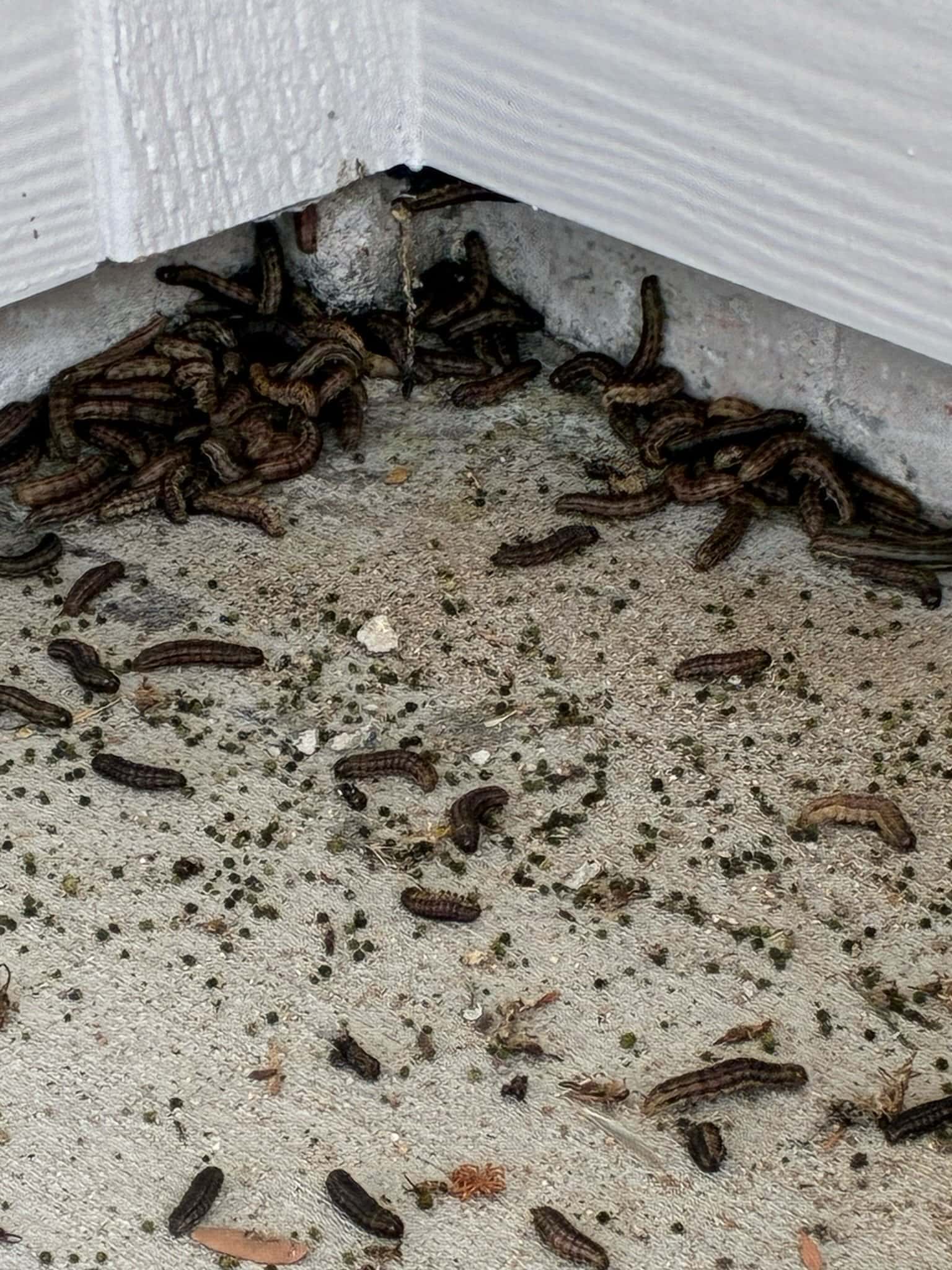 Armyworm around the foundation