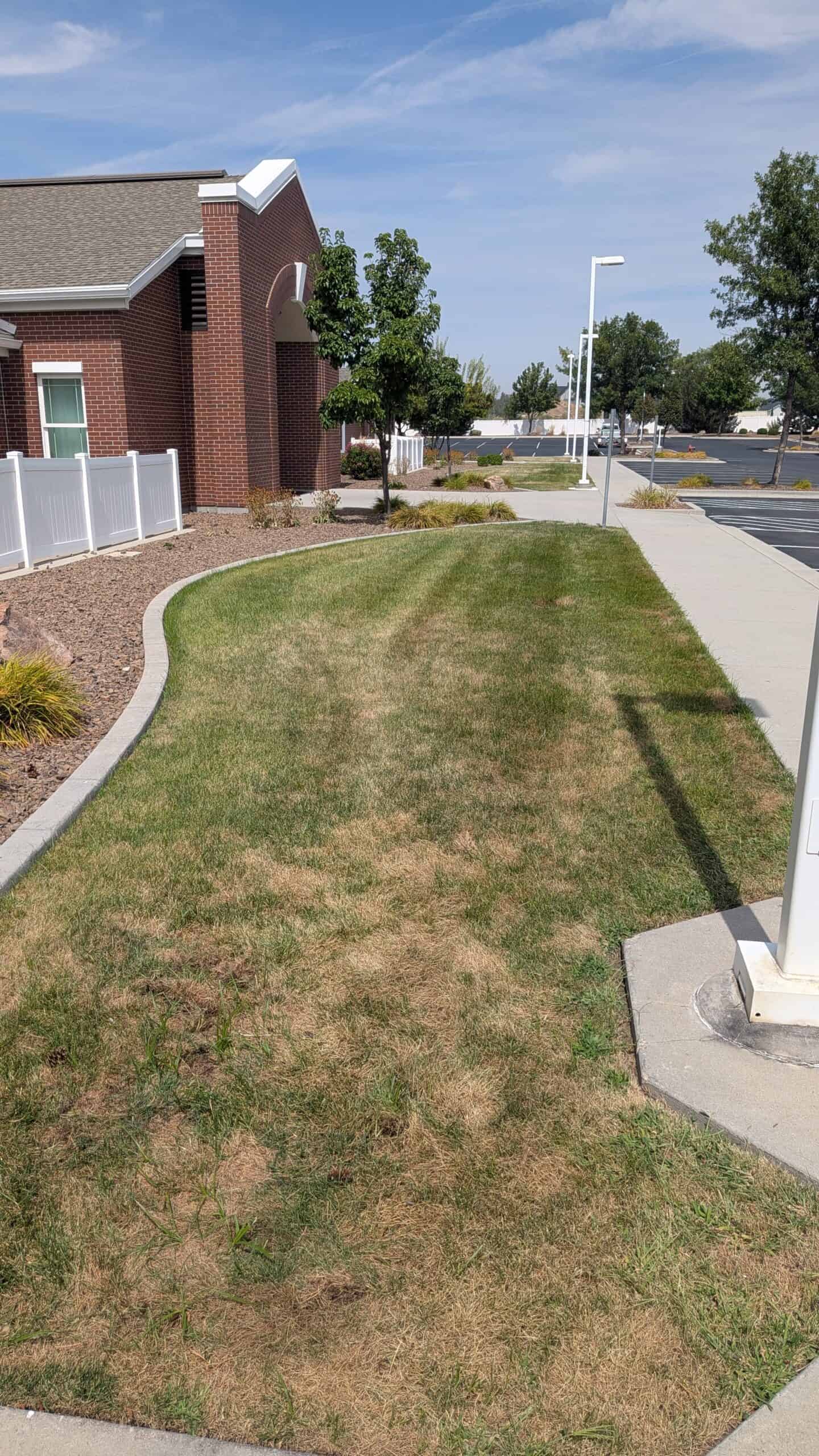 Armyworm damage in yard