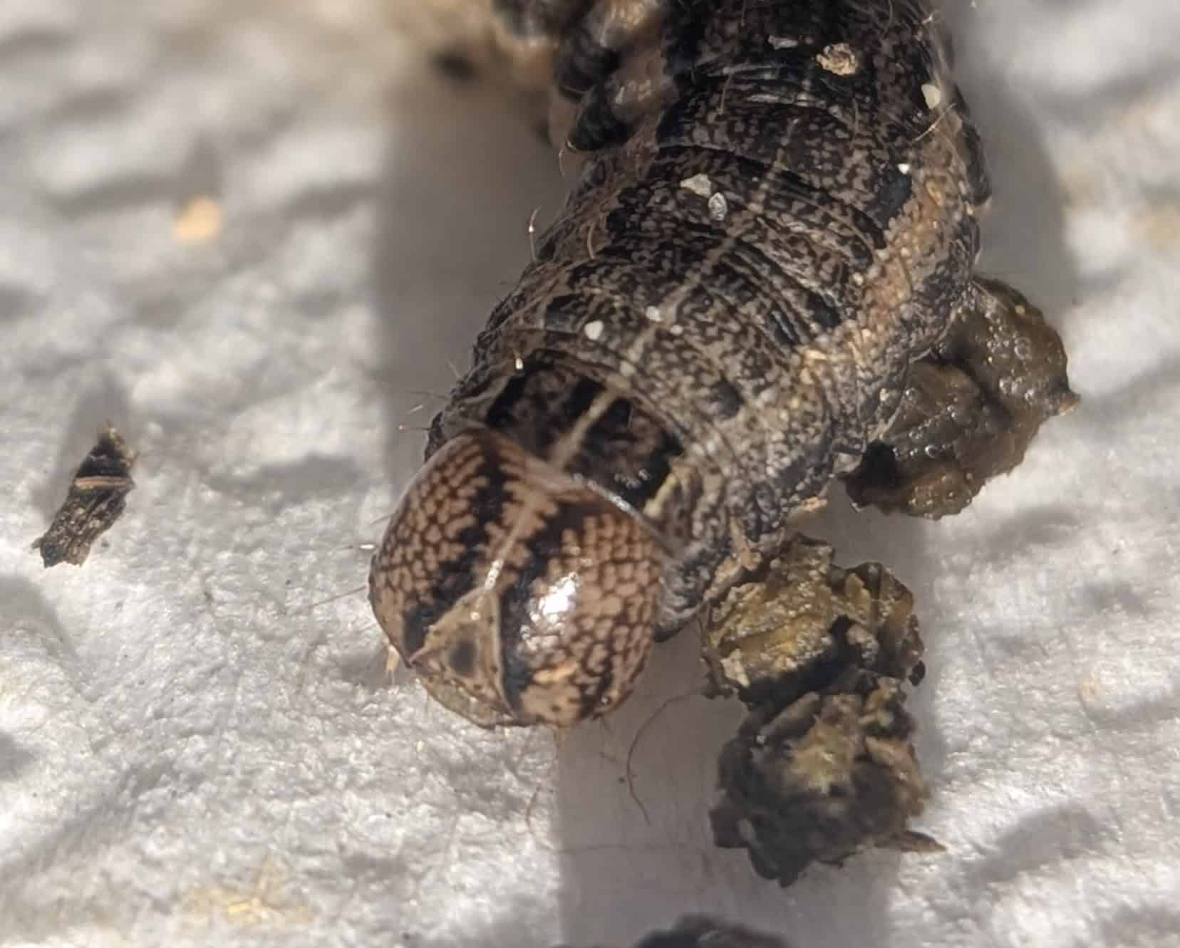 Armyworm head close up