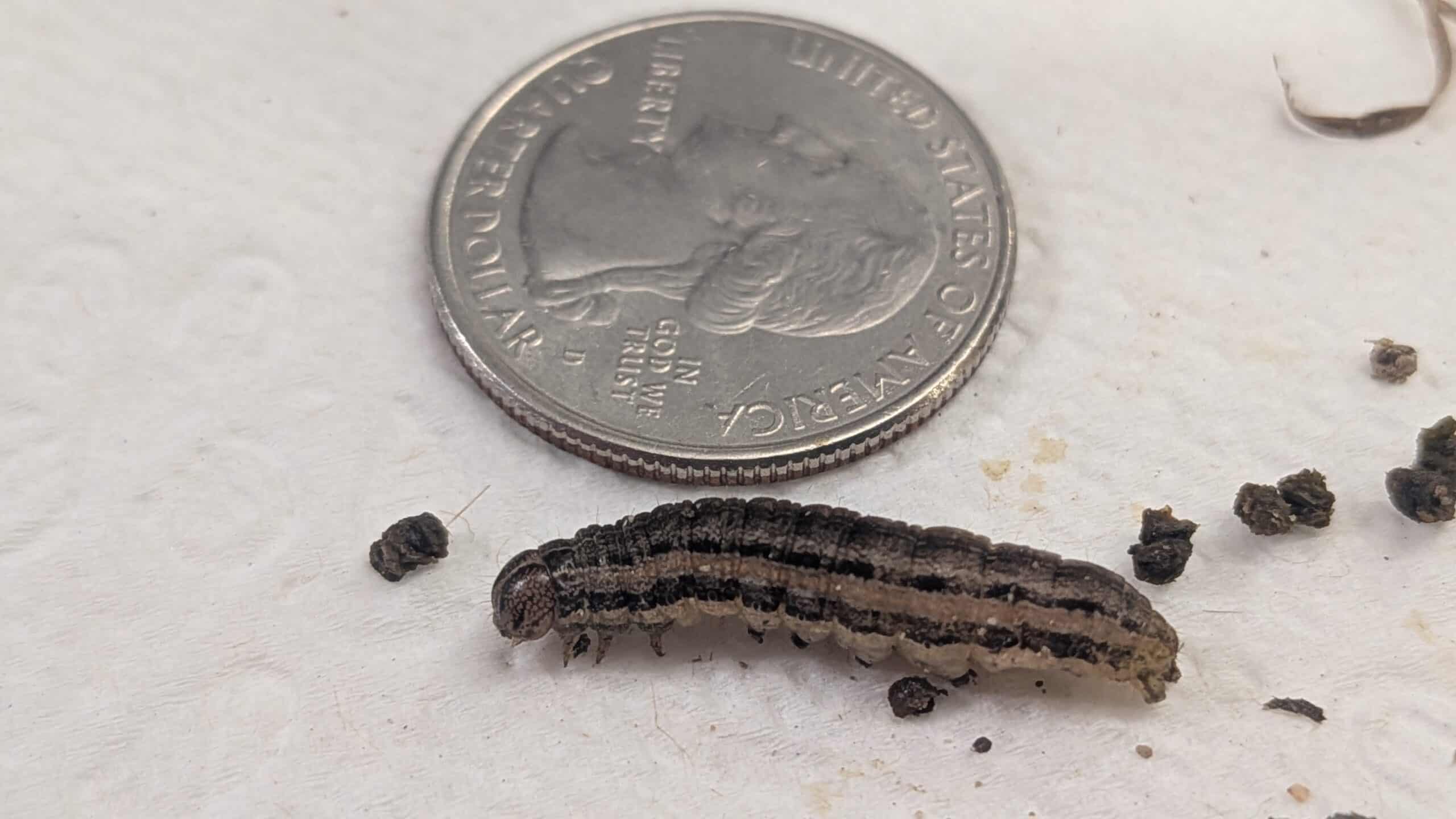 Armyworm compared to a quarter