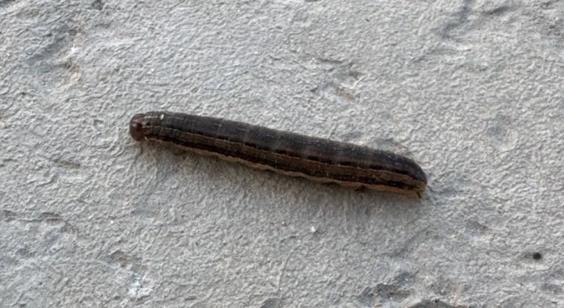 Armyworm