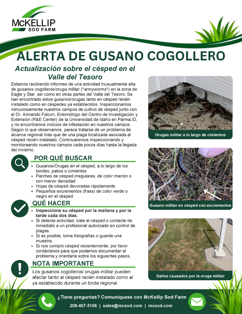 Alerta de Gusano Cogollero