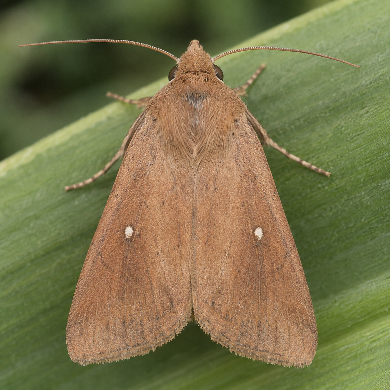 True Armyworm adult moth