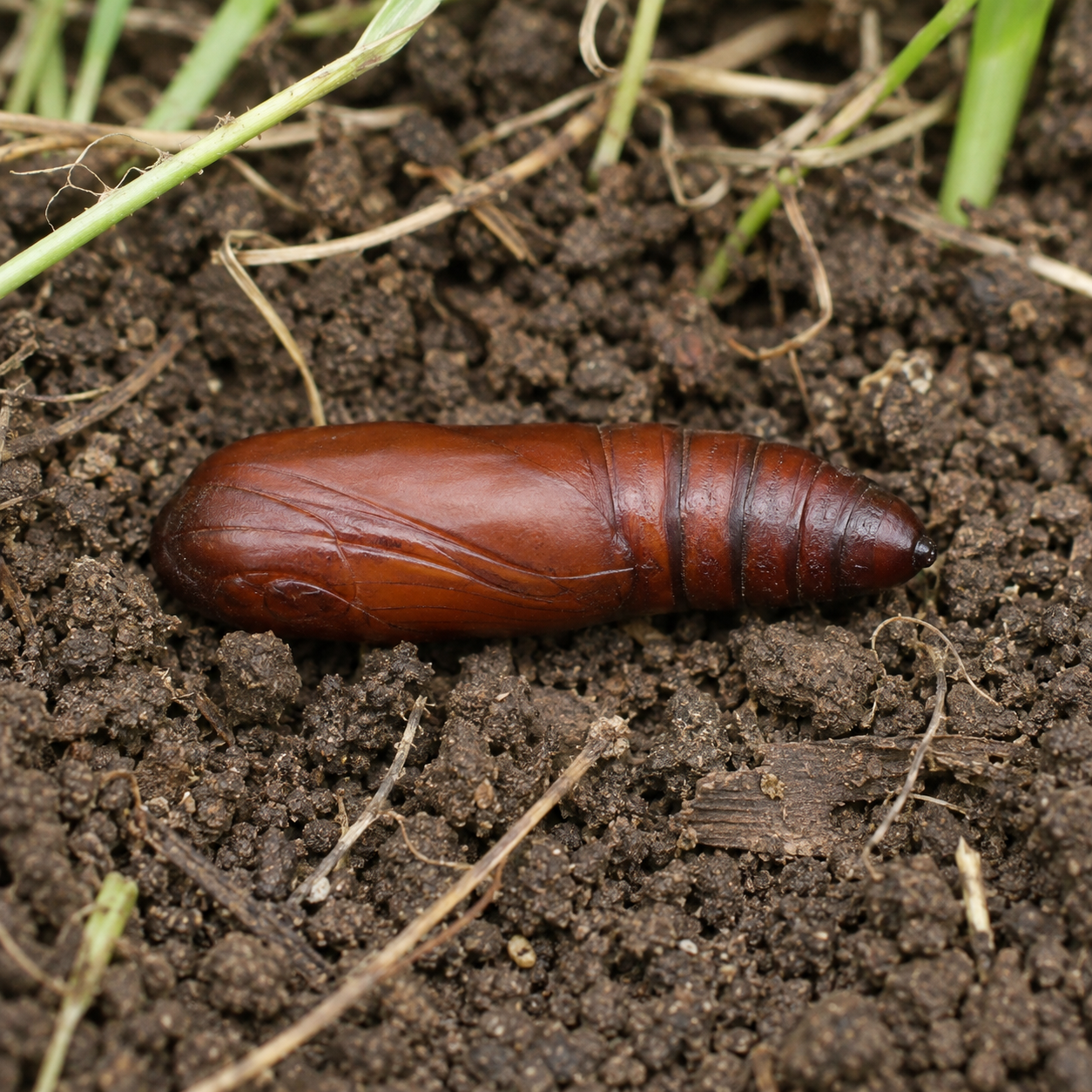 Armyworm Pupa