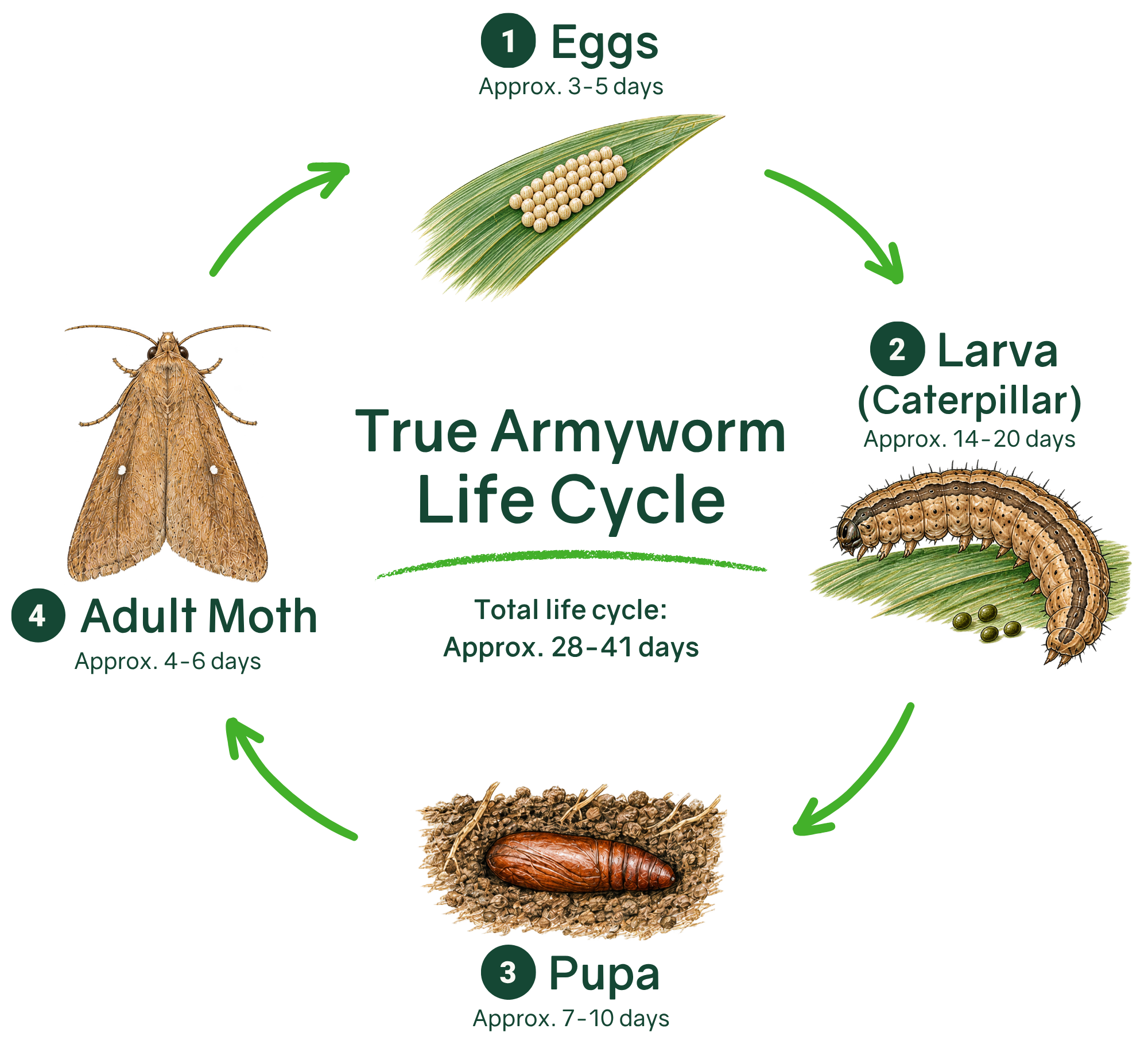 True Armyworm Life Cycle